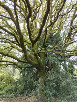 Arbre