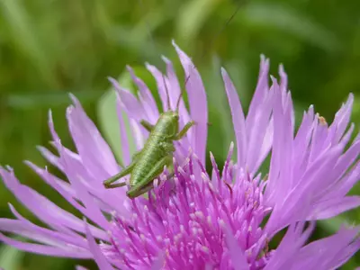 Insecte sur une fleur