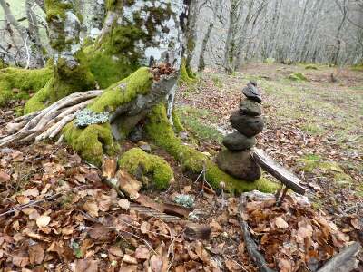 Pierres empilées dans la forêt